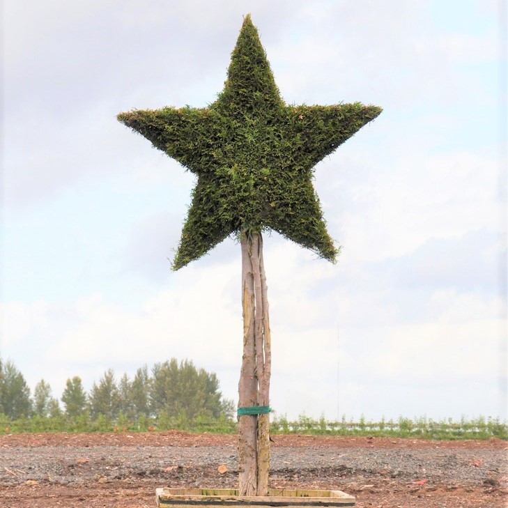 Live Thuja Star Topiary